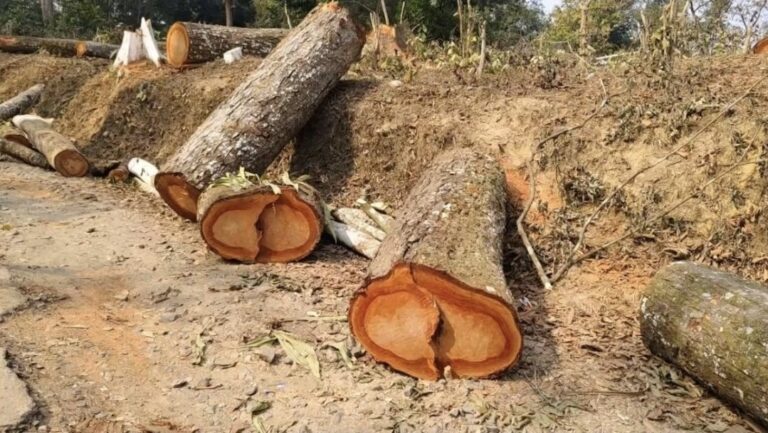 அசாமில் 1.06 லட்சம் மரங்கள் வெட்டிச் சாய்ப்பு:அதிர வைக்கும் ஆர்டிஐ தகவல்